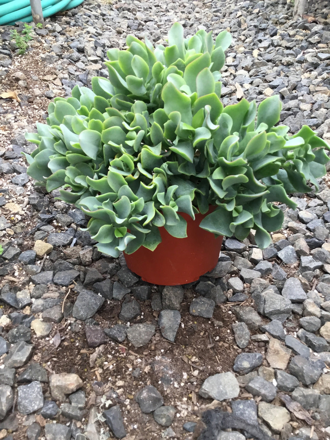 Crassula arborescens ‘Blue Waves’