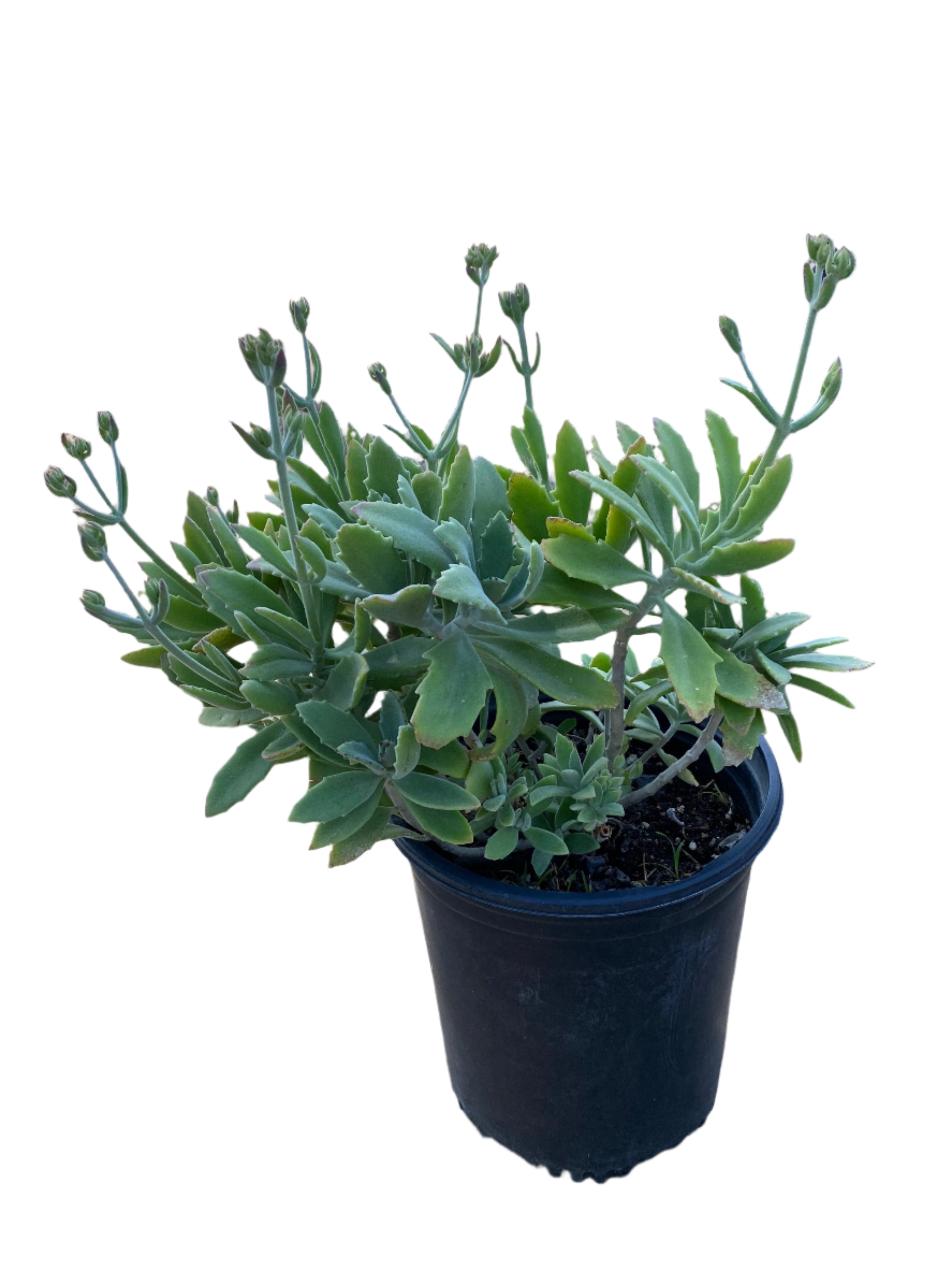 Kalanchoe Millotii