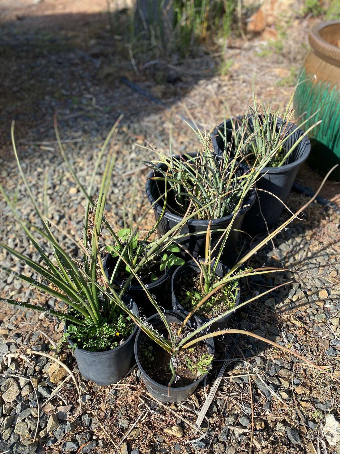 Hesperaloe parviflora
