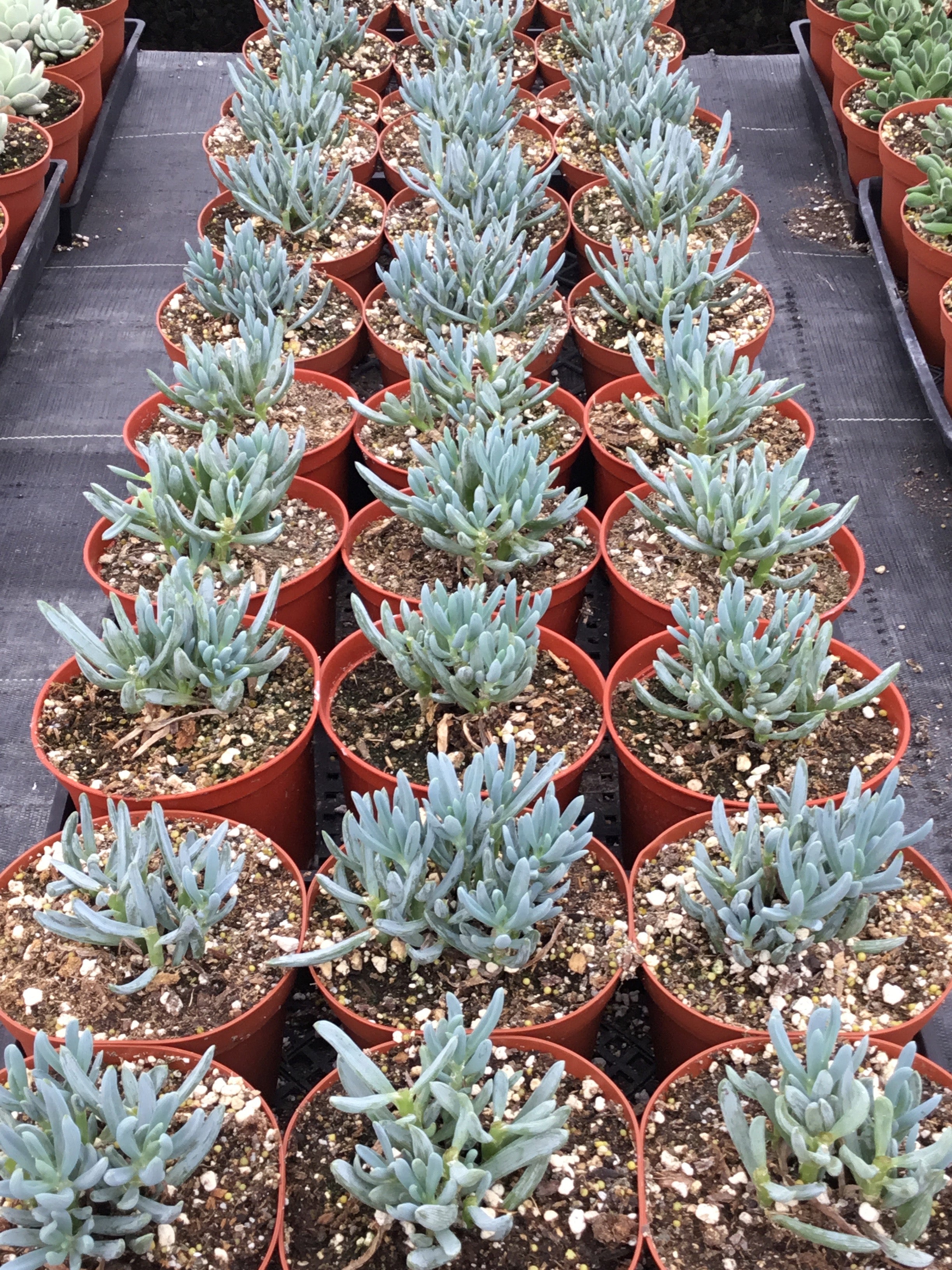 Senecio serpens