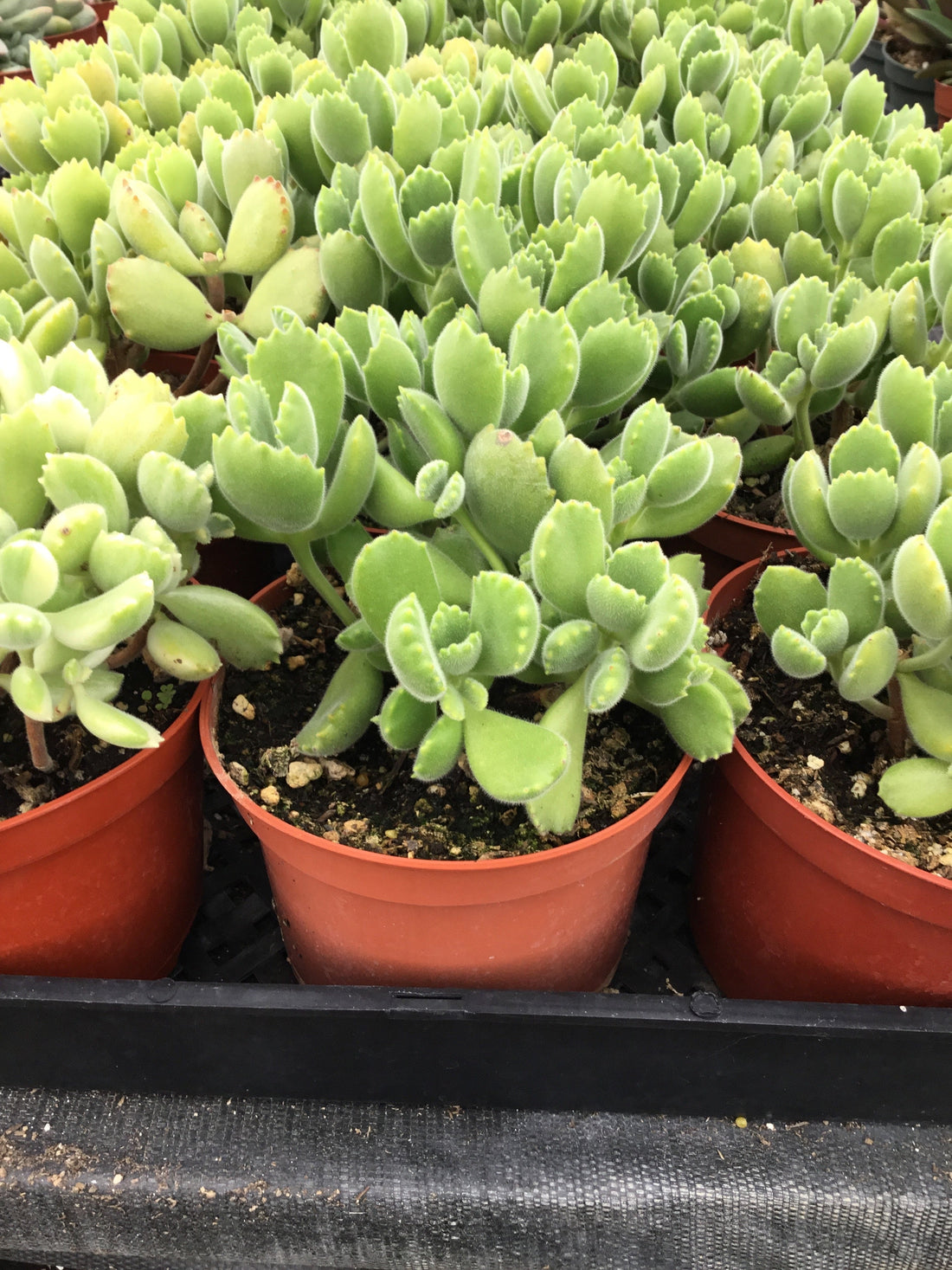 Cotyledon tomentosa