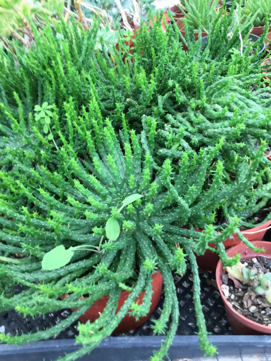 Euphorbia flanaganii