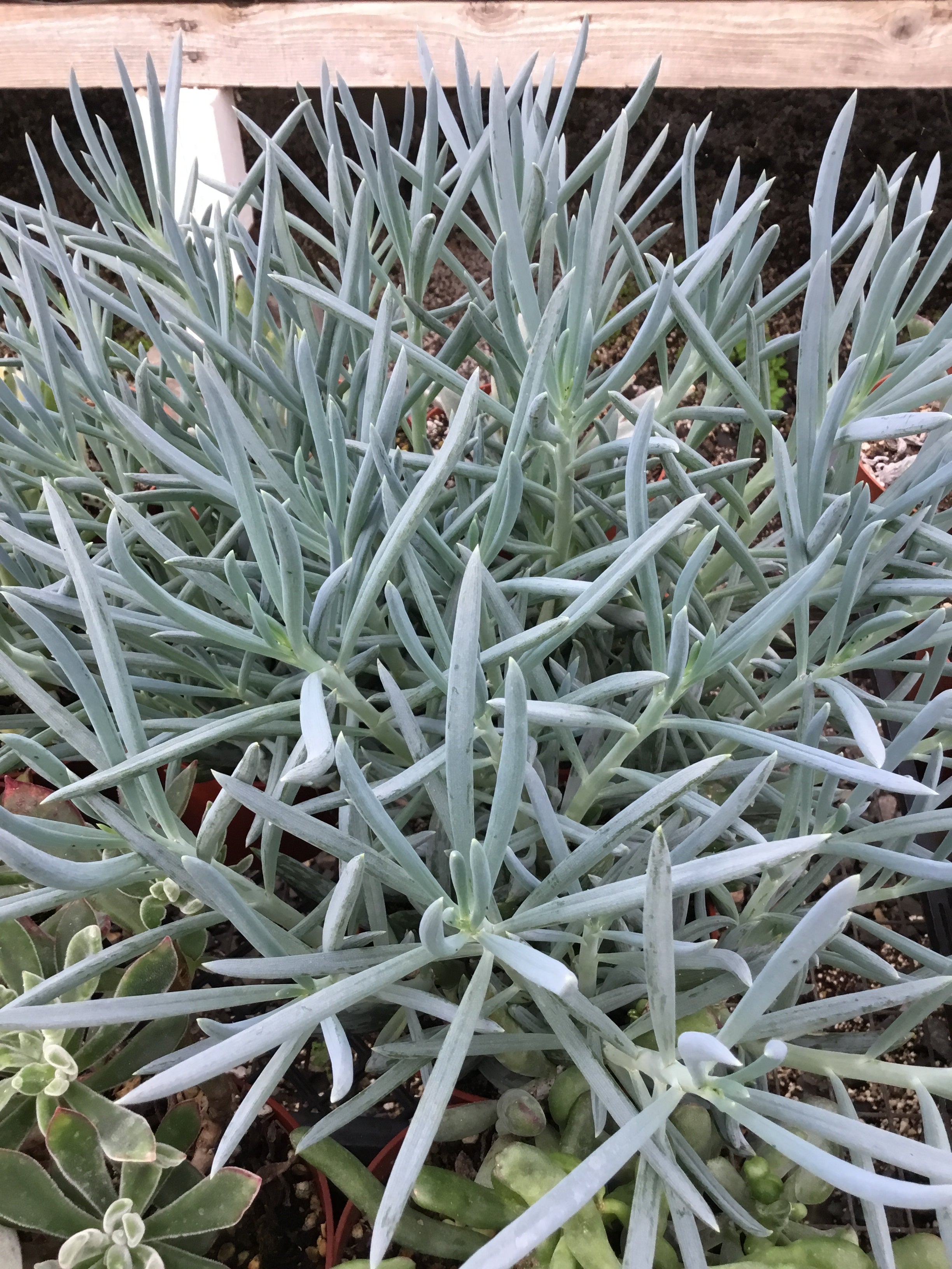 Senecio serpens