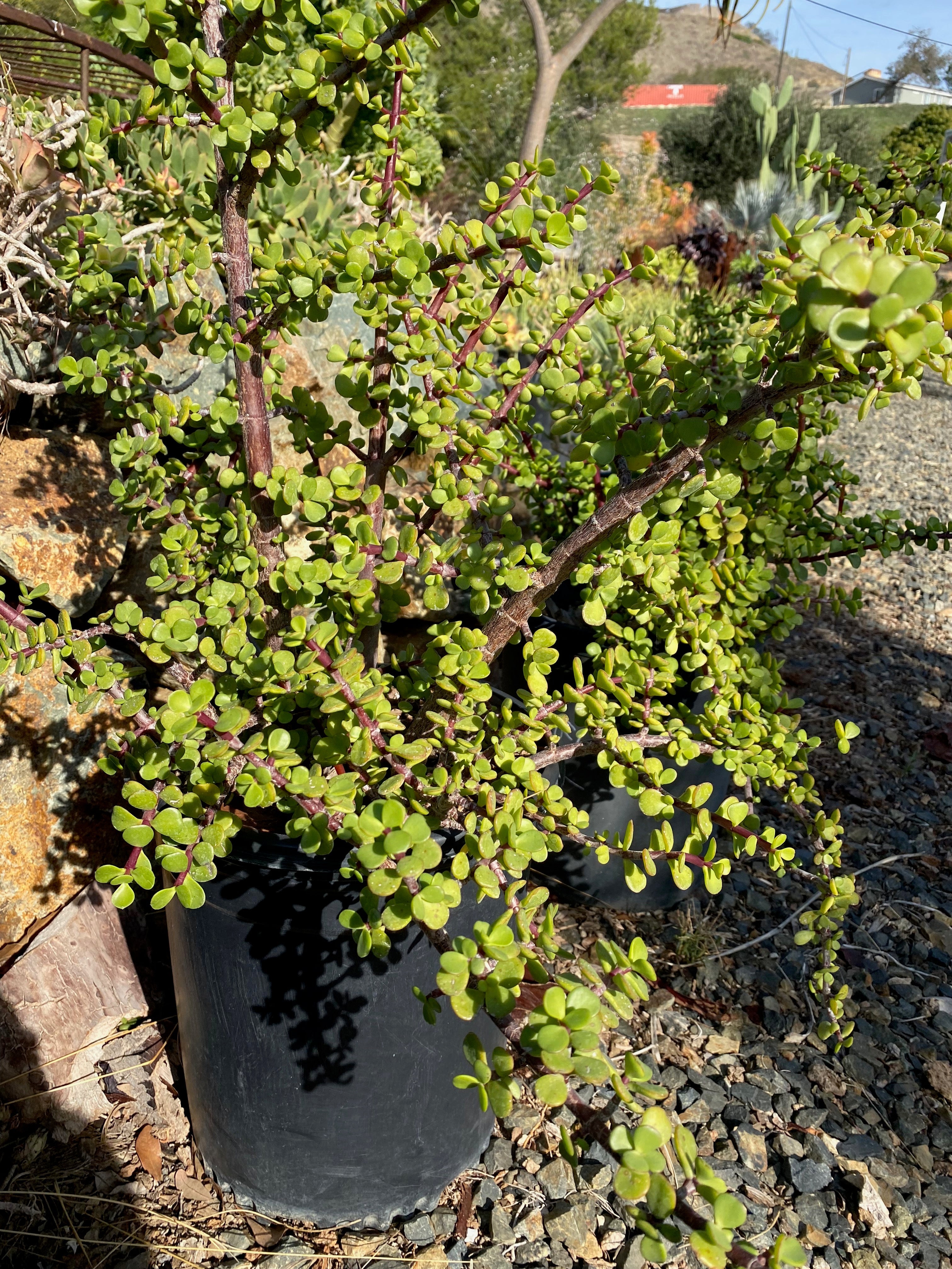 Portulacaria afra