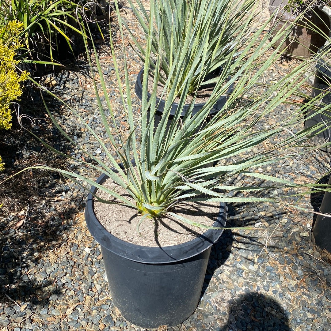 Dasylirion wheelri