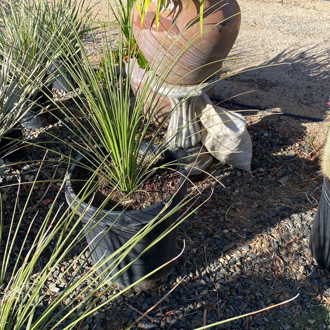 Dasylirion longissimum