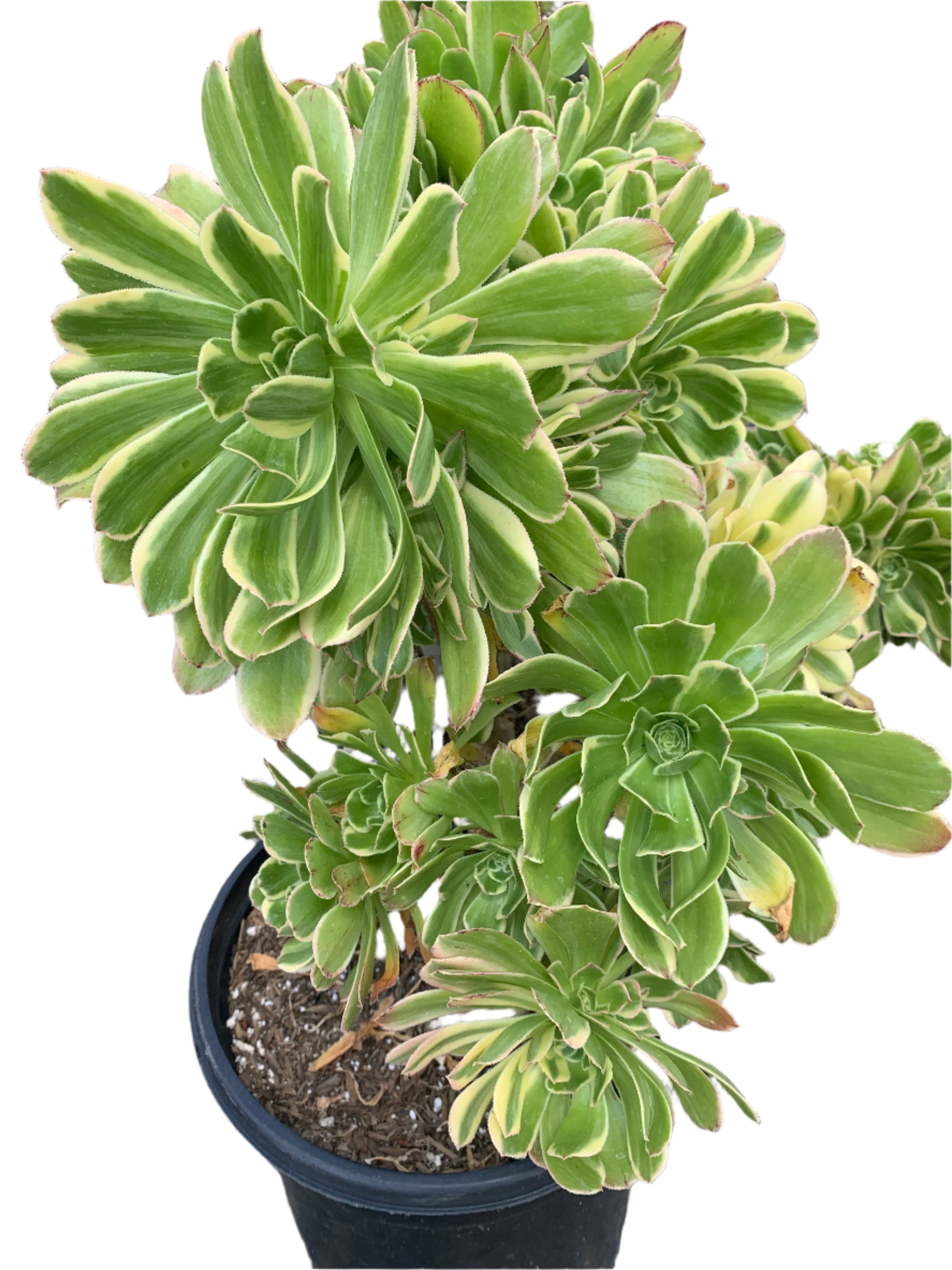 Aeonium luteovariegatum