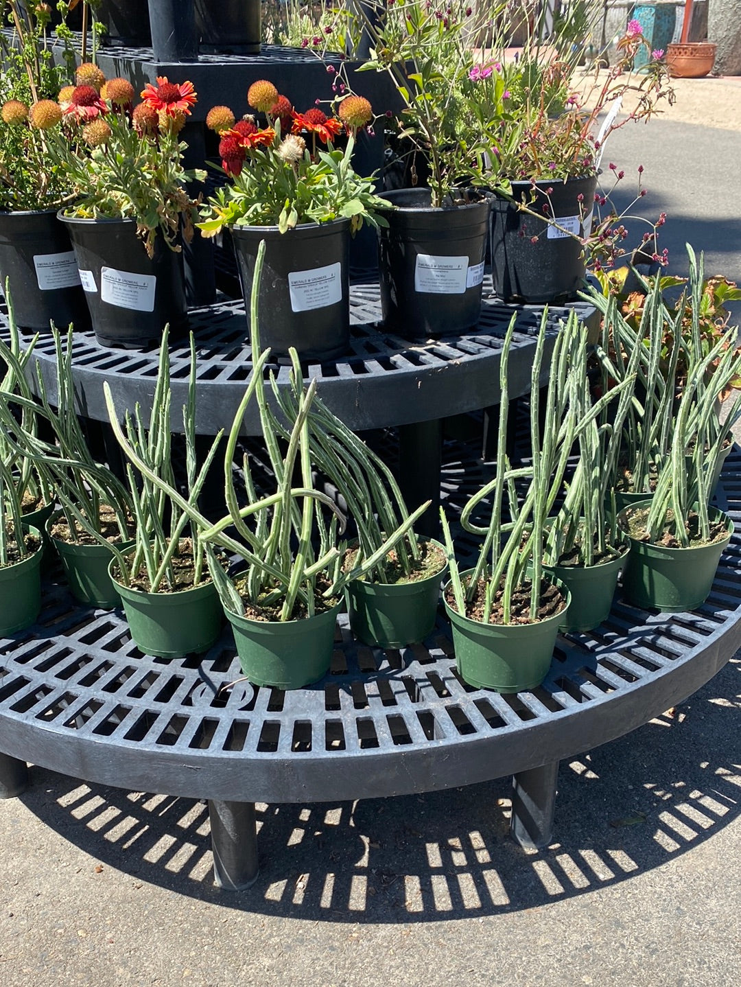 Senecio stapleliiformis