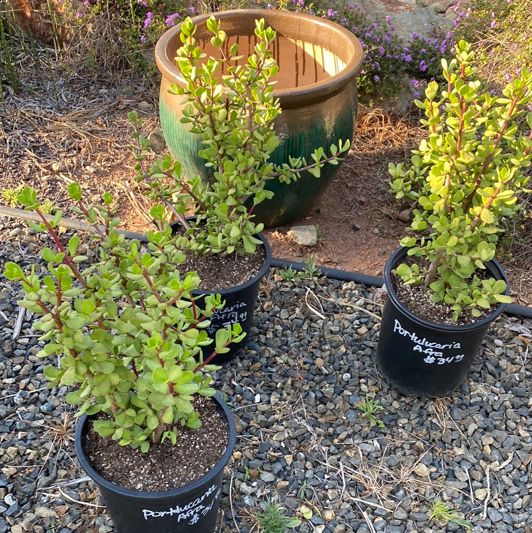 Portulacaria afra &