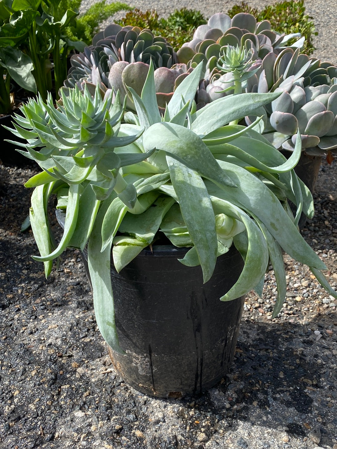 Dudleya pulverulenta