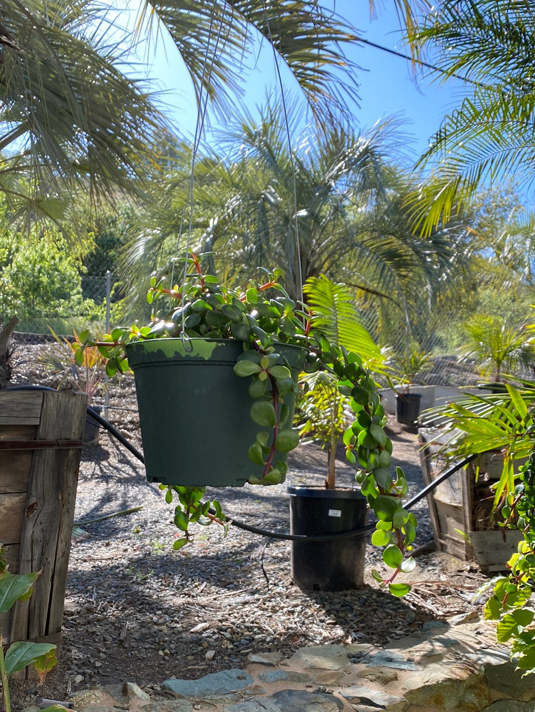 Portulacaria afra