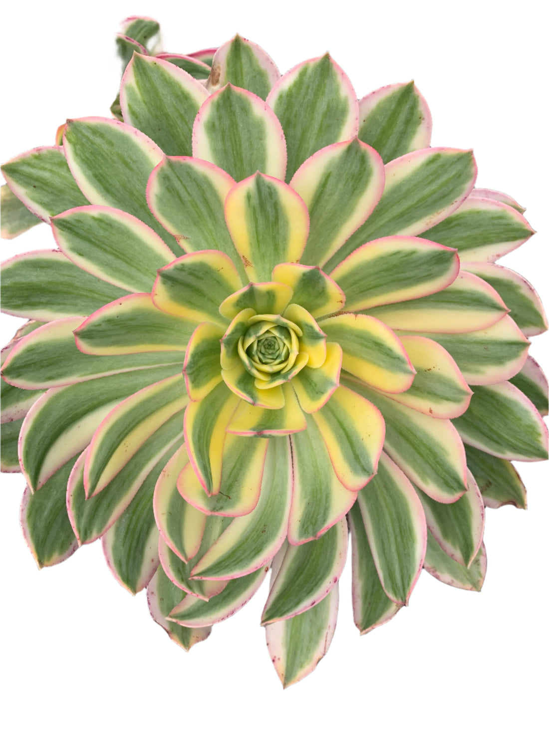 Aeonium ‘Sunburst’