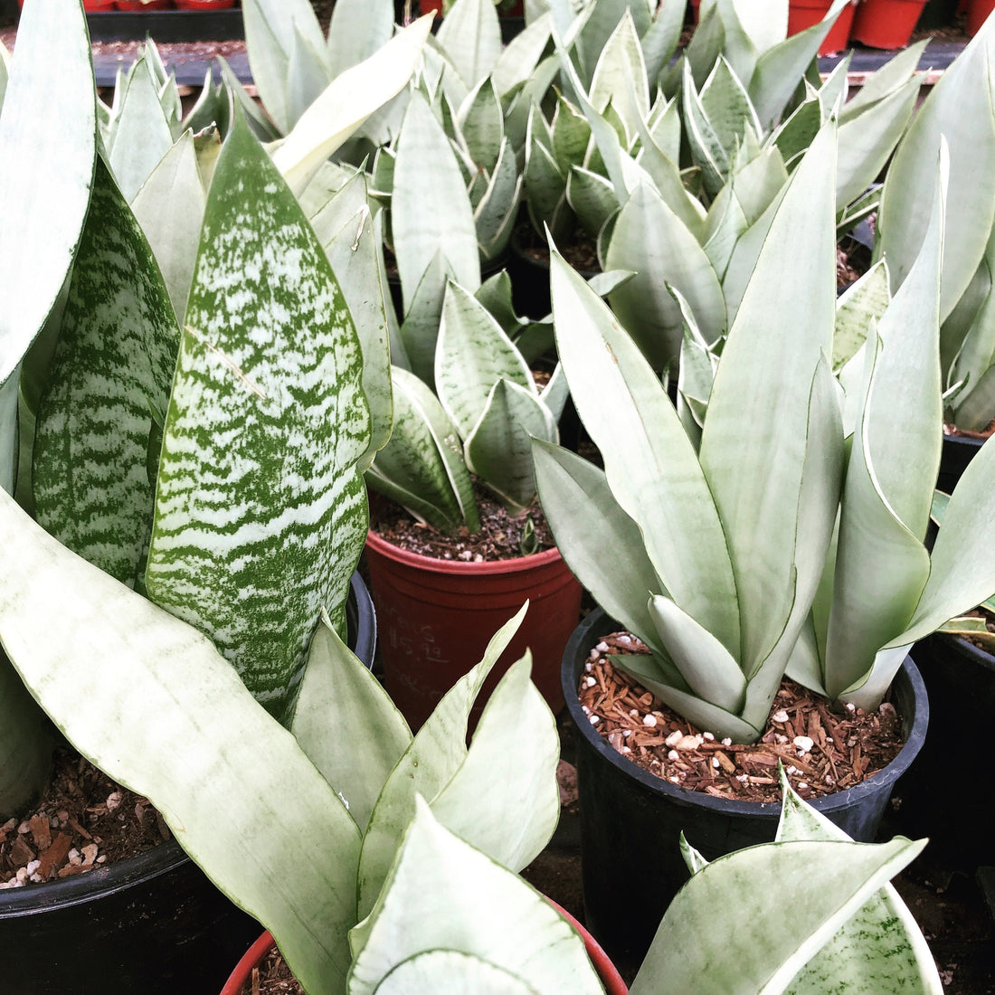Sansevieria trifasciata ‘Moonshine’