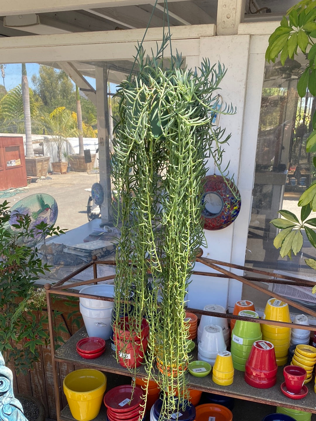 Senecio radicans ‘String of Fishhooks’