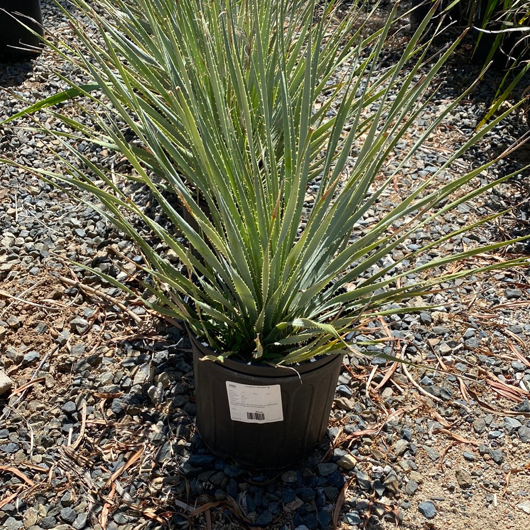 Dasylirion wheelri