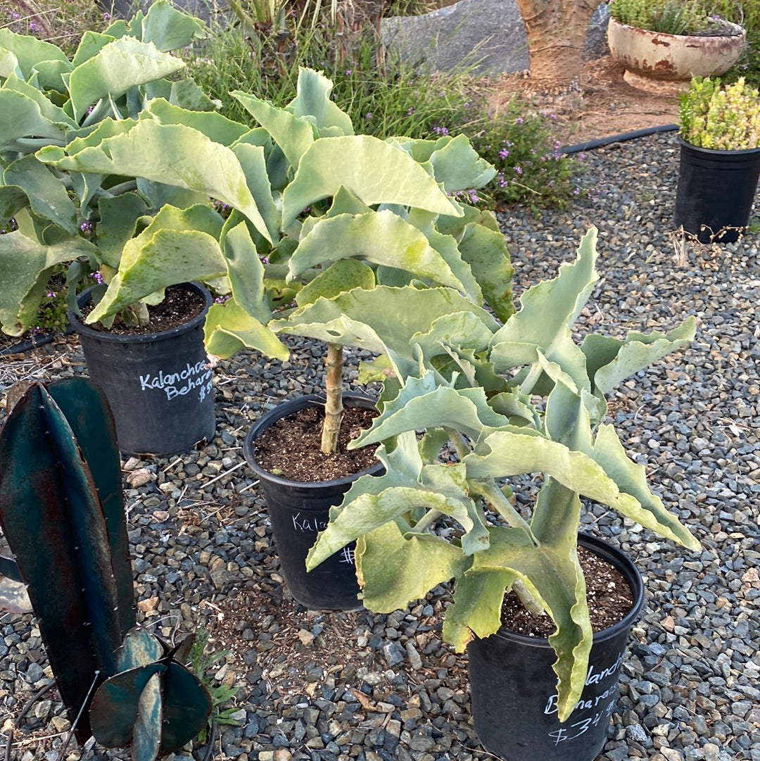 Kalanchoe beharensis