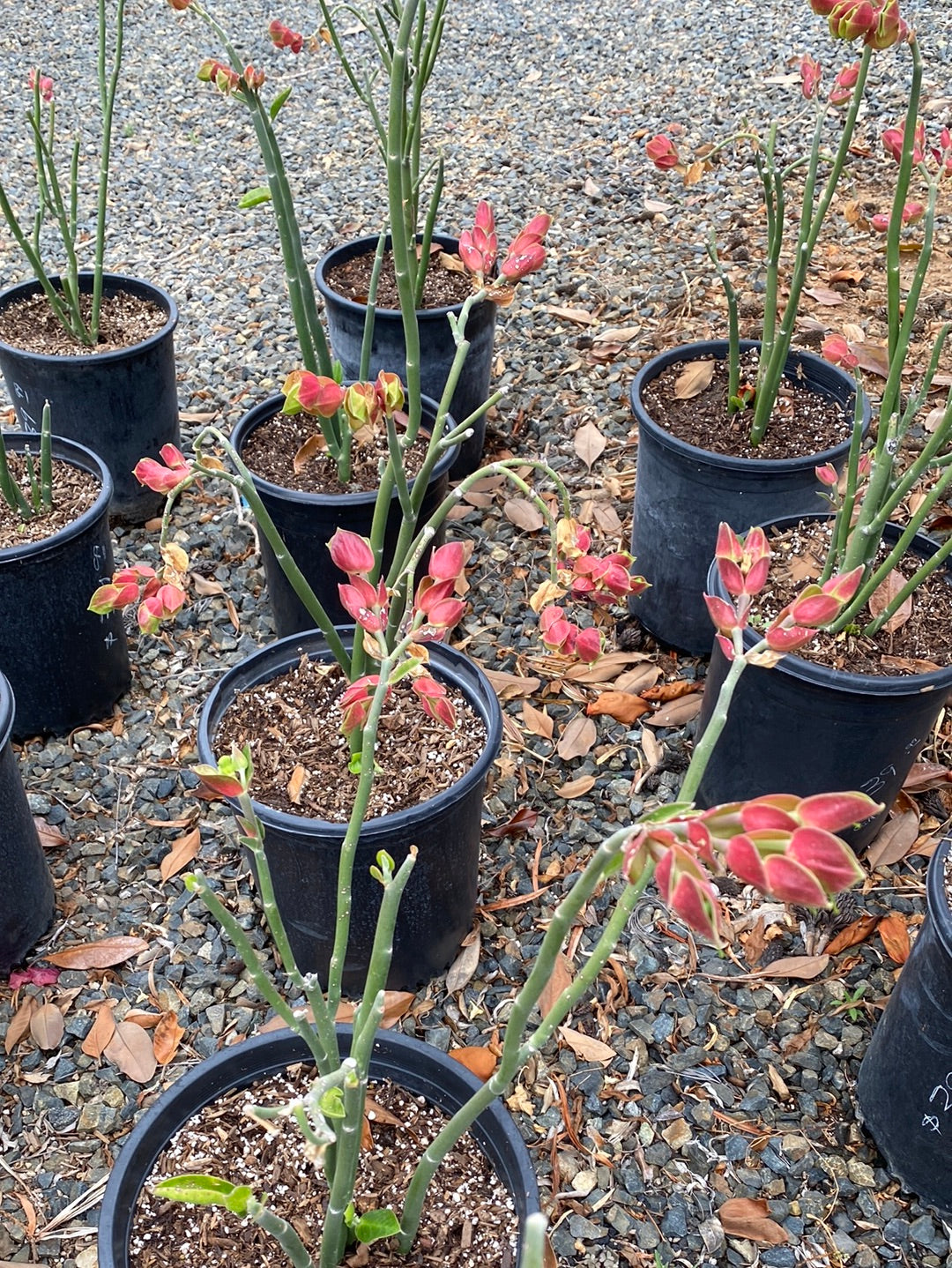 Pedilanthus bracteatus