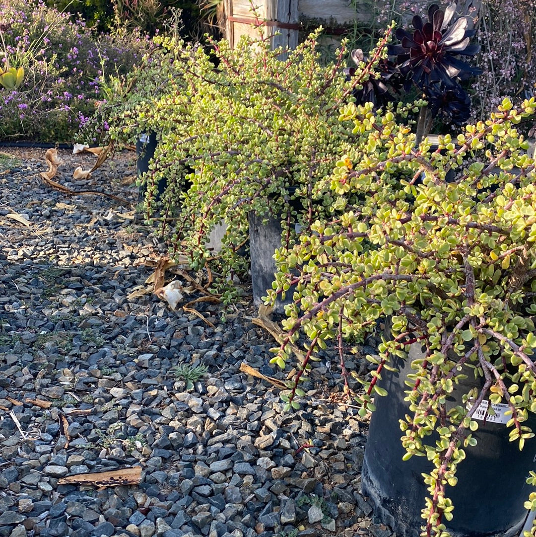 Portulacaria afra &