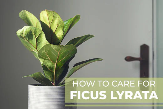 The Art of Succulent Arrangements: Tips for Stunning Displays