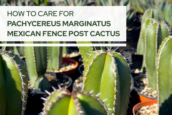 Caring for Your Indoor Succulents: A Beginner’s Guide
