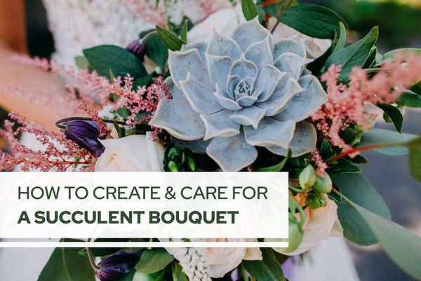 Unique & Thoughtful Succulent Gift Ideas