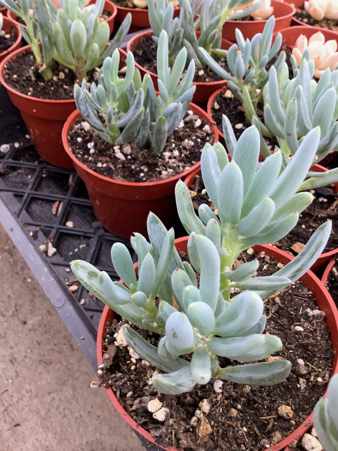 Senecio serpens