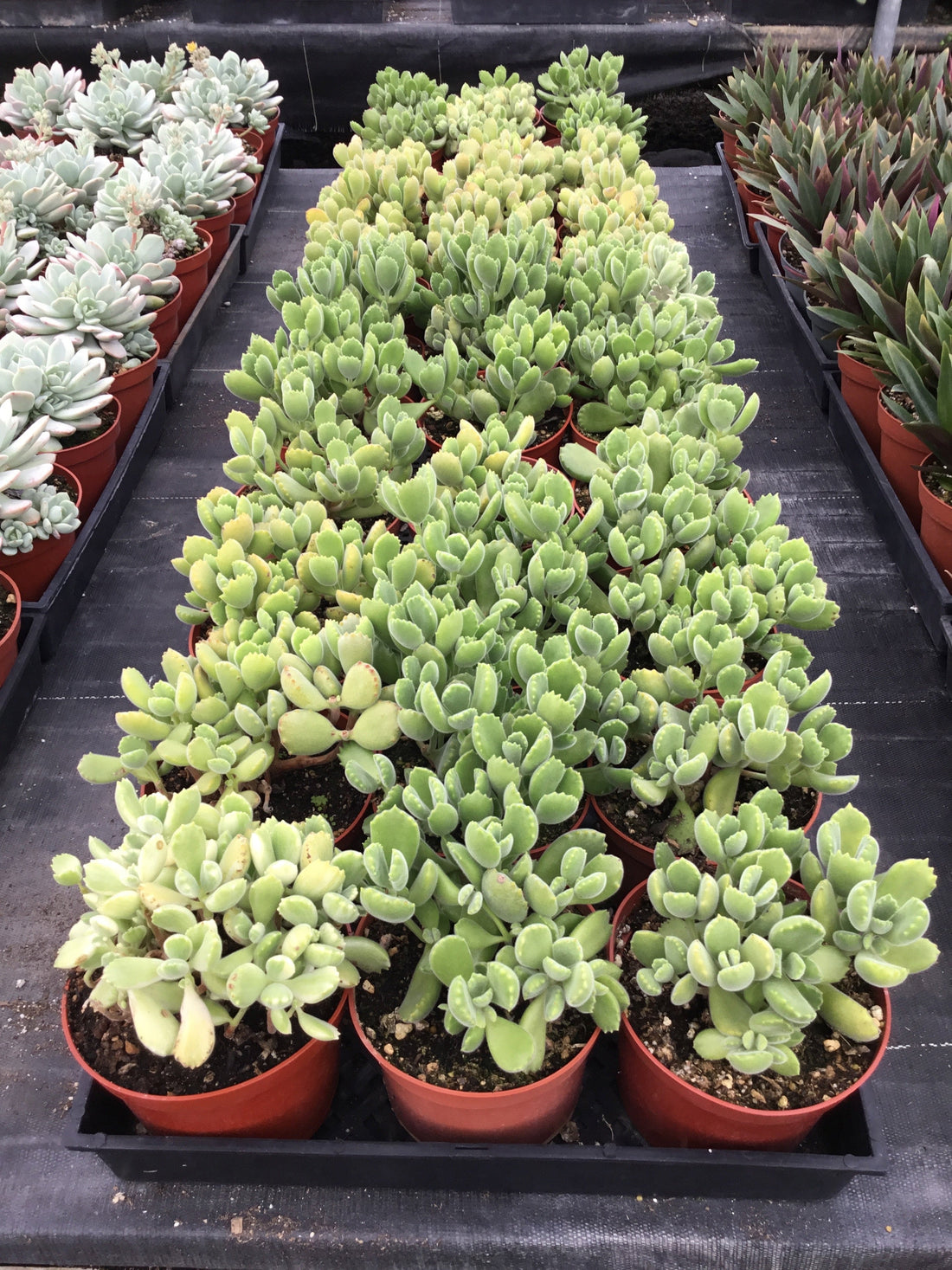 Cotyledon tomentosa