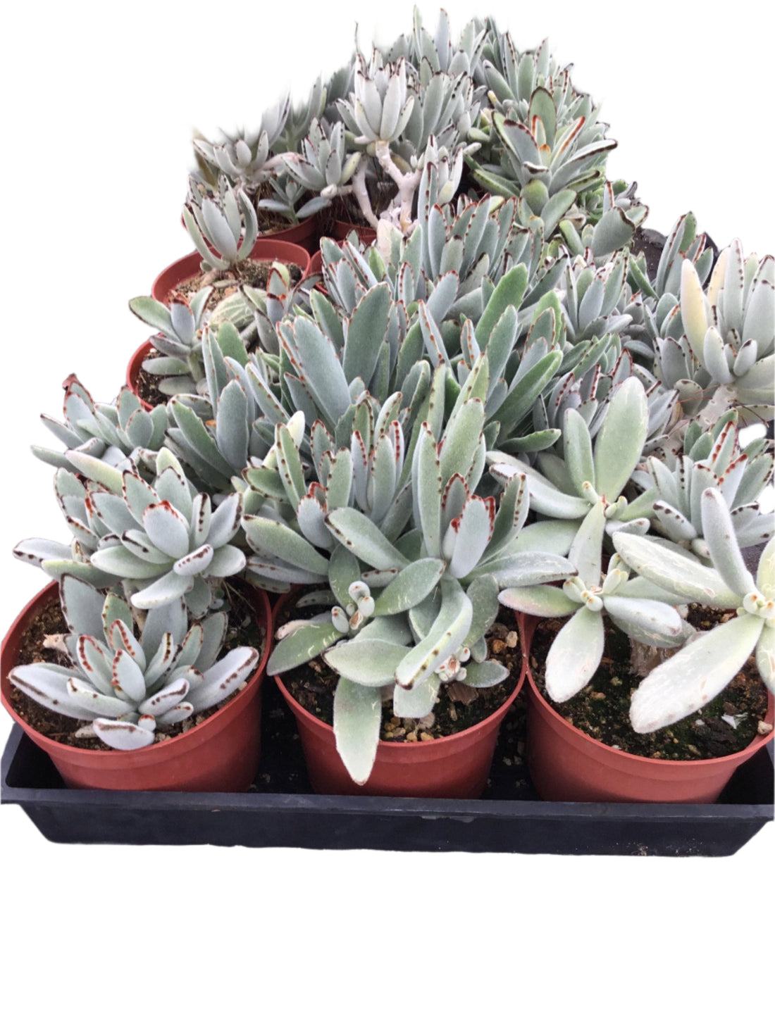Kalanchoe tomentosa