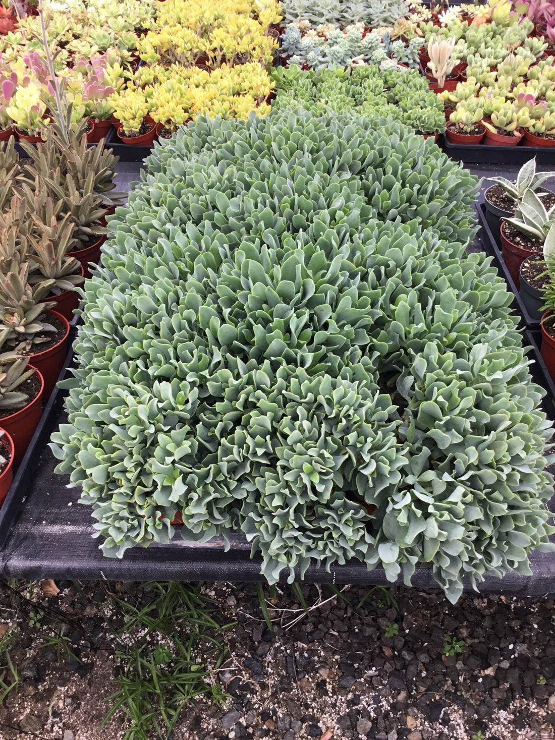 Crassula arborescens ‘Blue Waves’