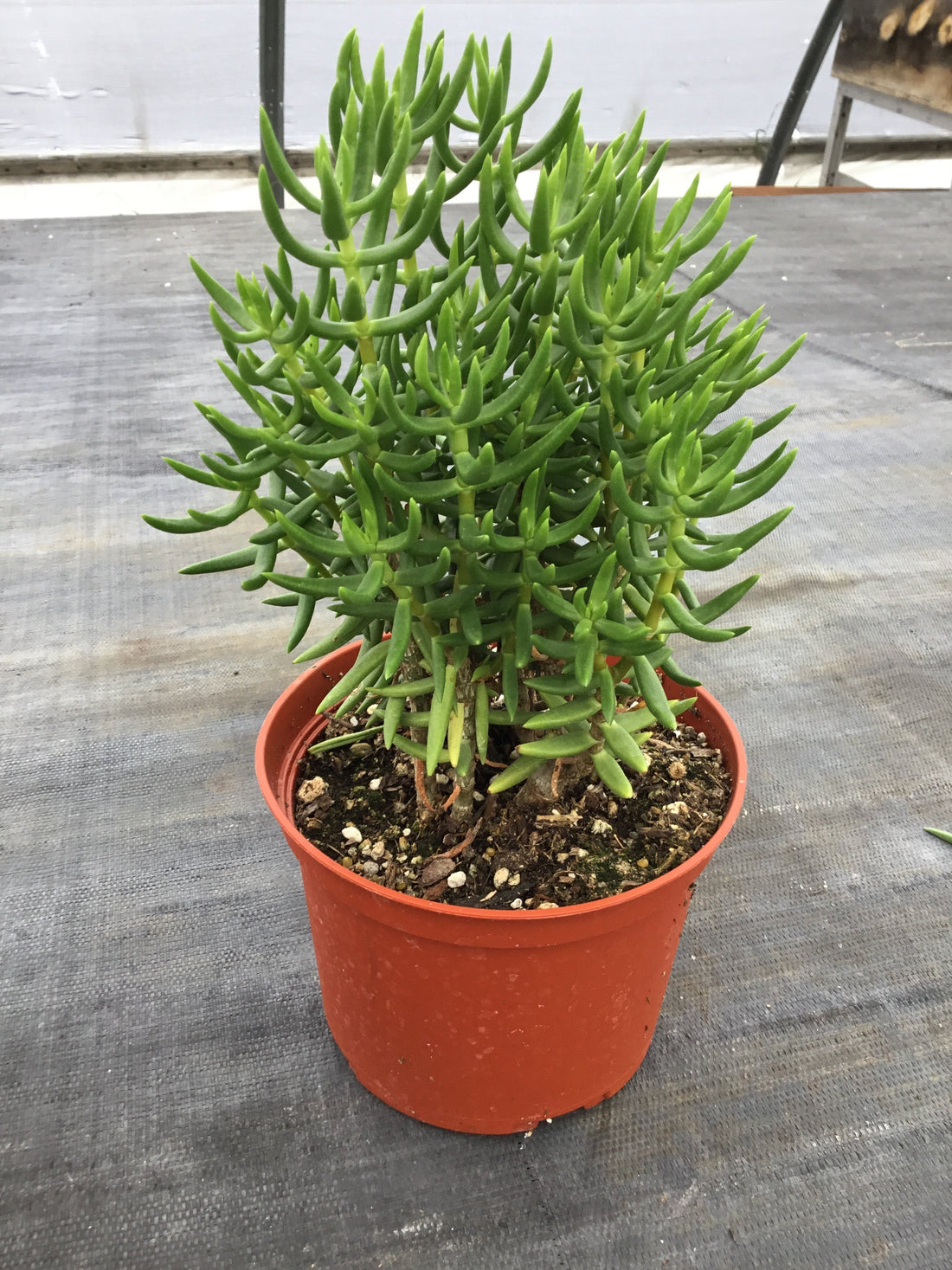 Crassula tetragona