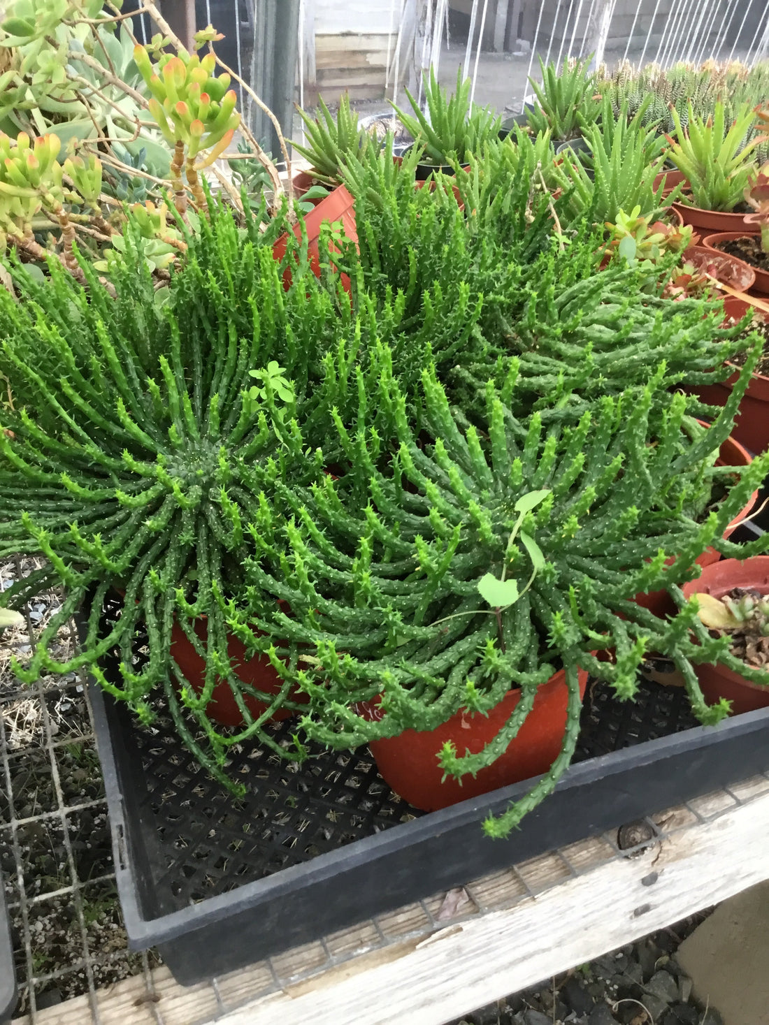 Euphorbia flanaganii