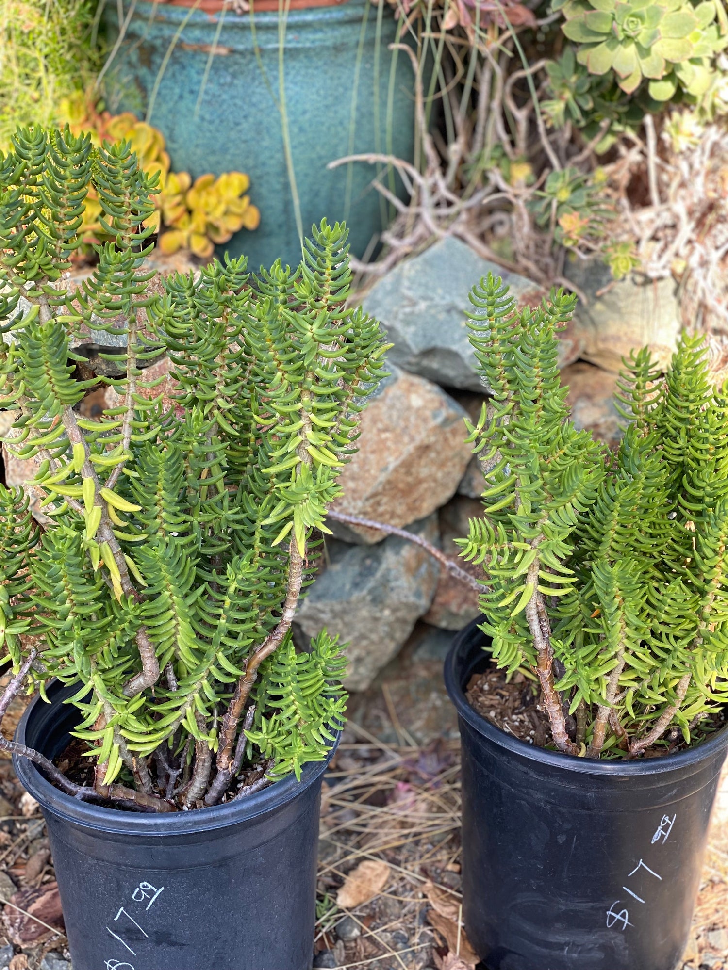 Crassula tetragona