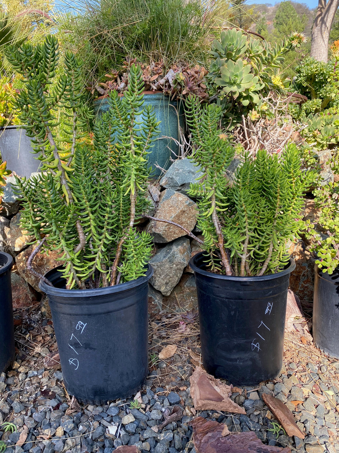 Crassula tetragona