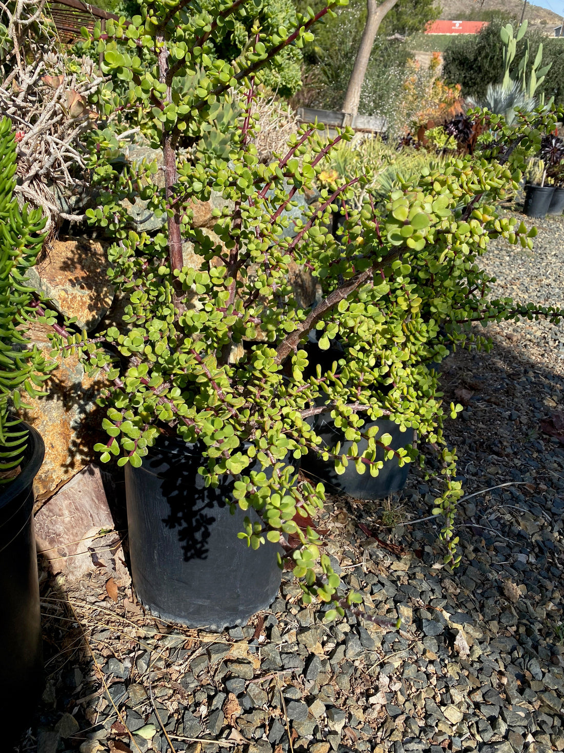 Portulacaria afra