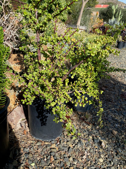 Portulacaria afra