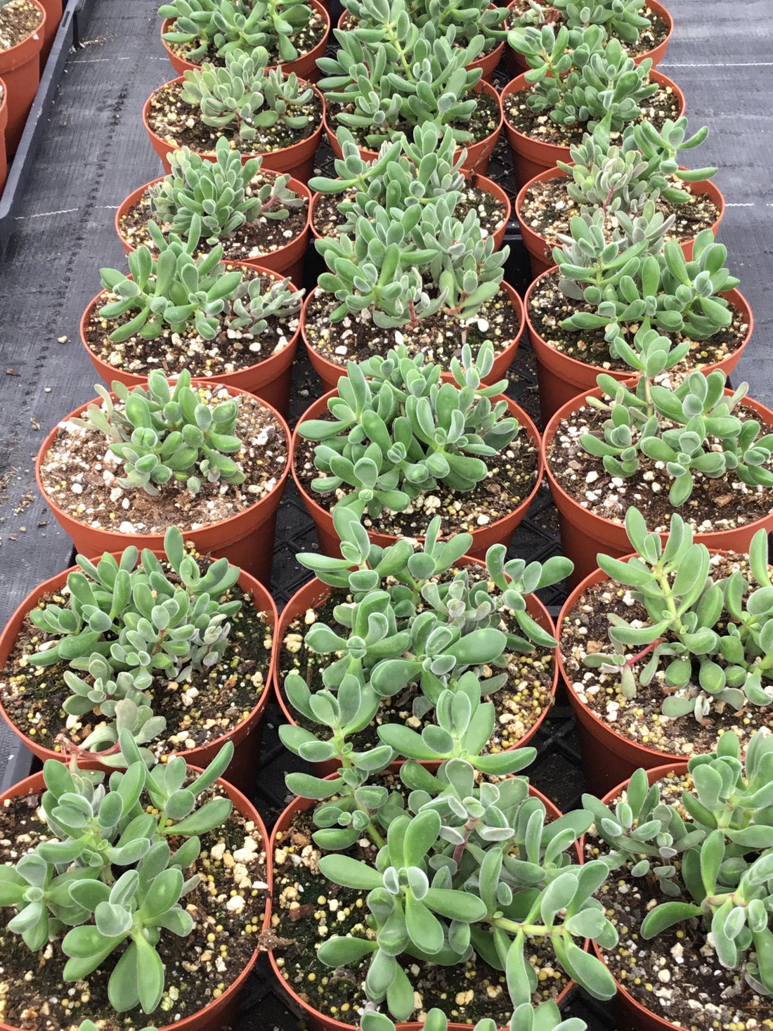 Crassula rogersii