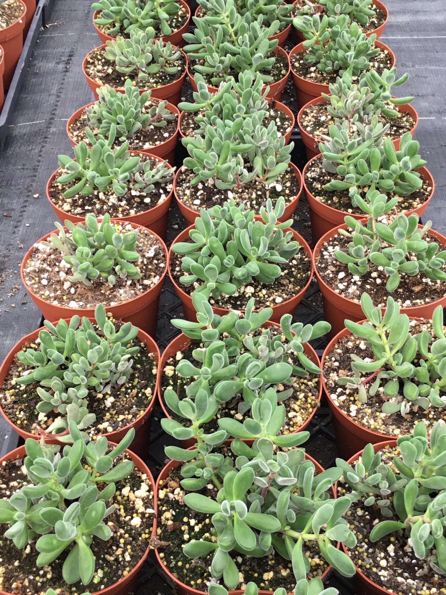 Crassula rogersii