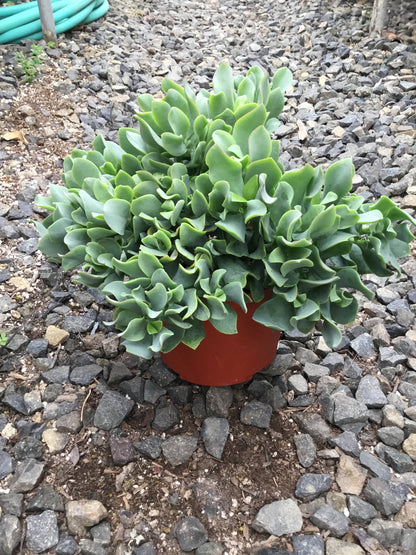 Crassula arborescens ‘Blue Waves’