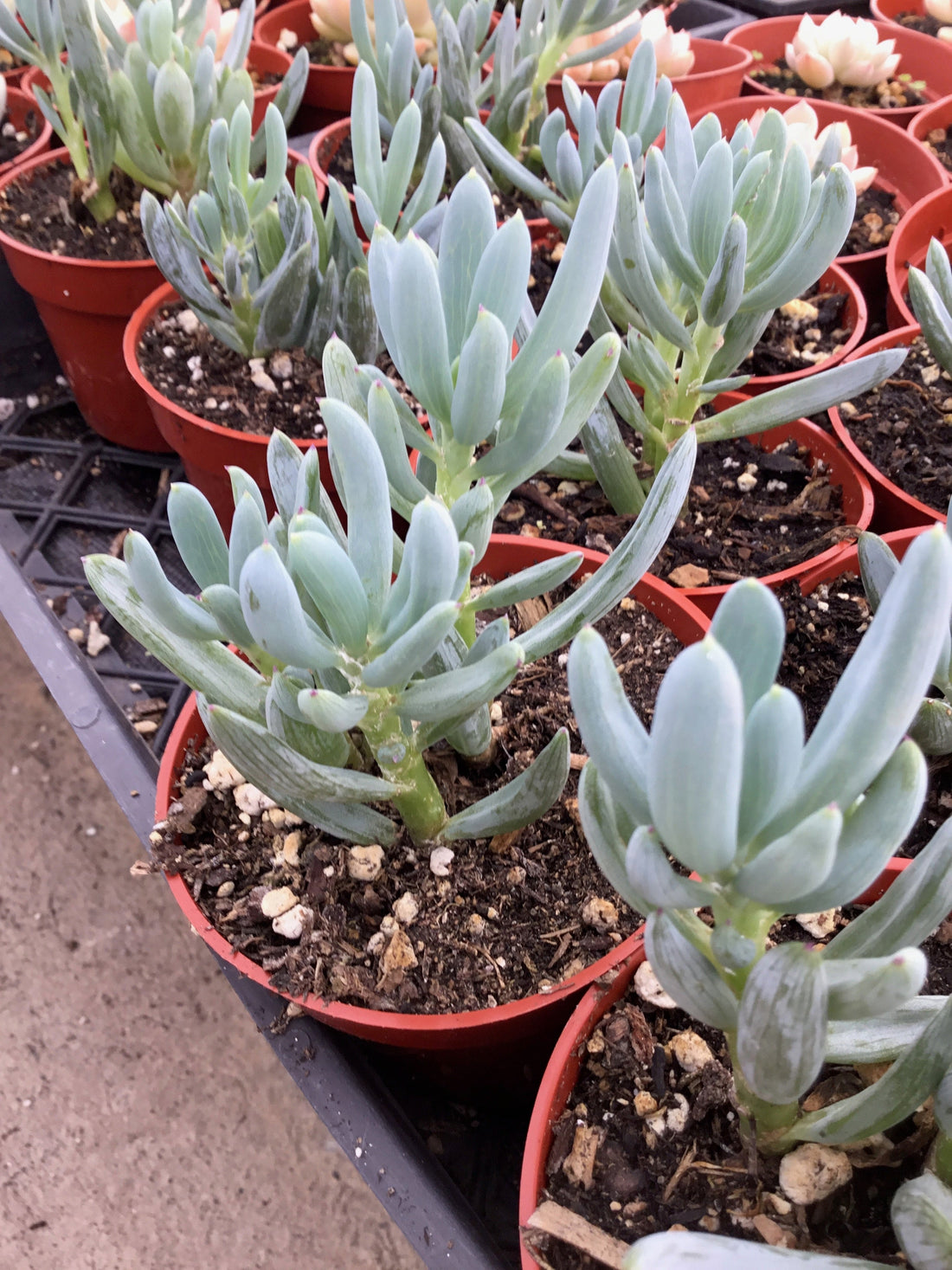 Senecio serpens