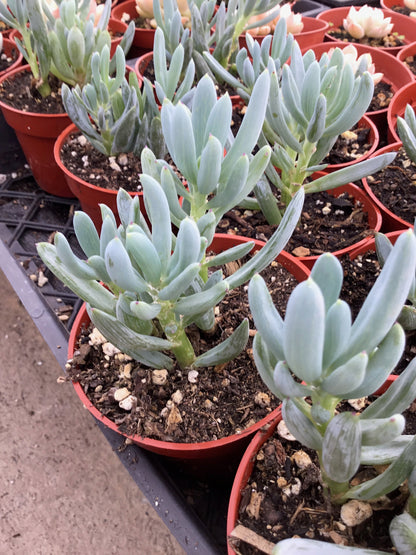 Senecio serpens