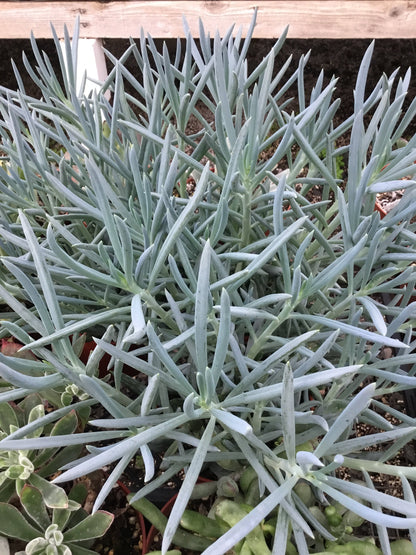 Senecio serpens