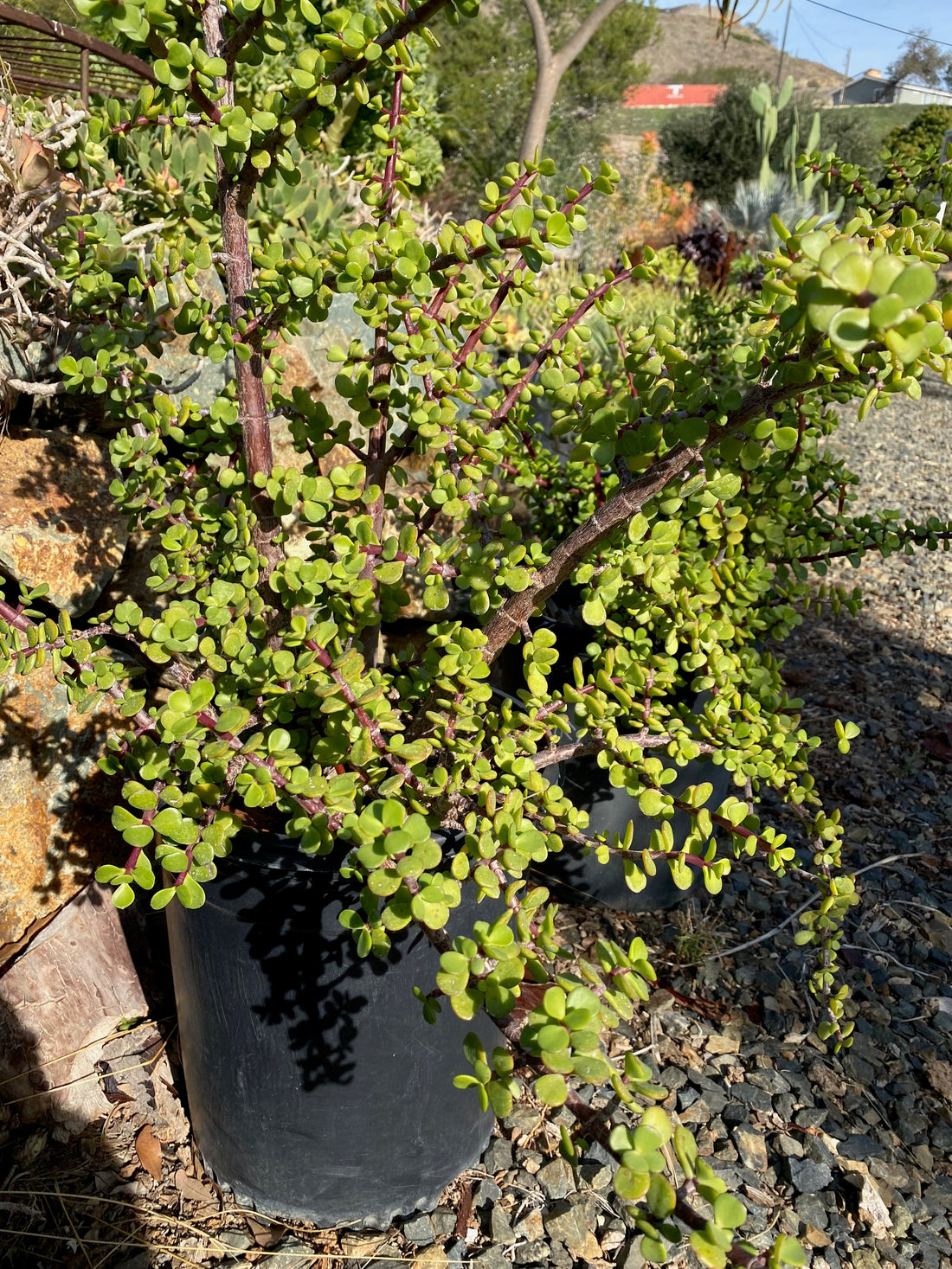 Portulacaria afra