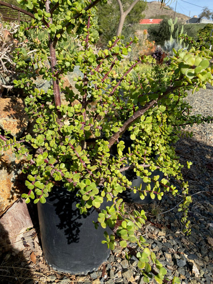 Portulacaria afra