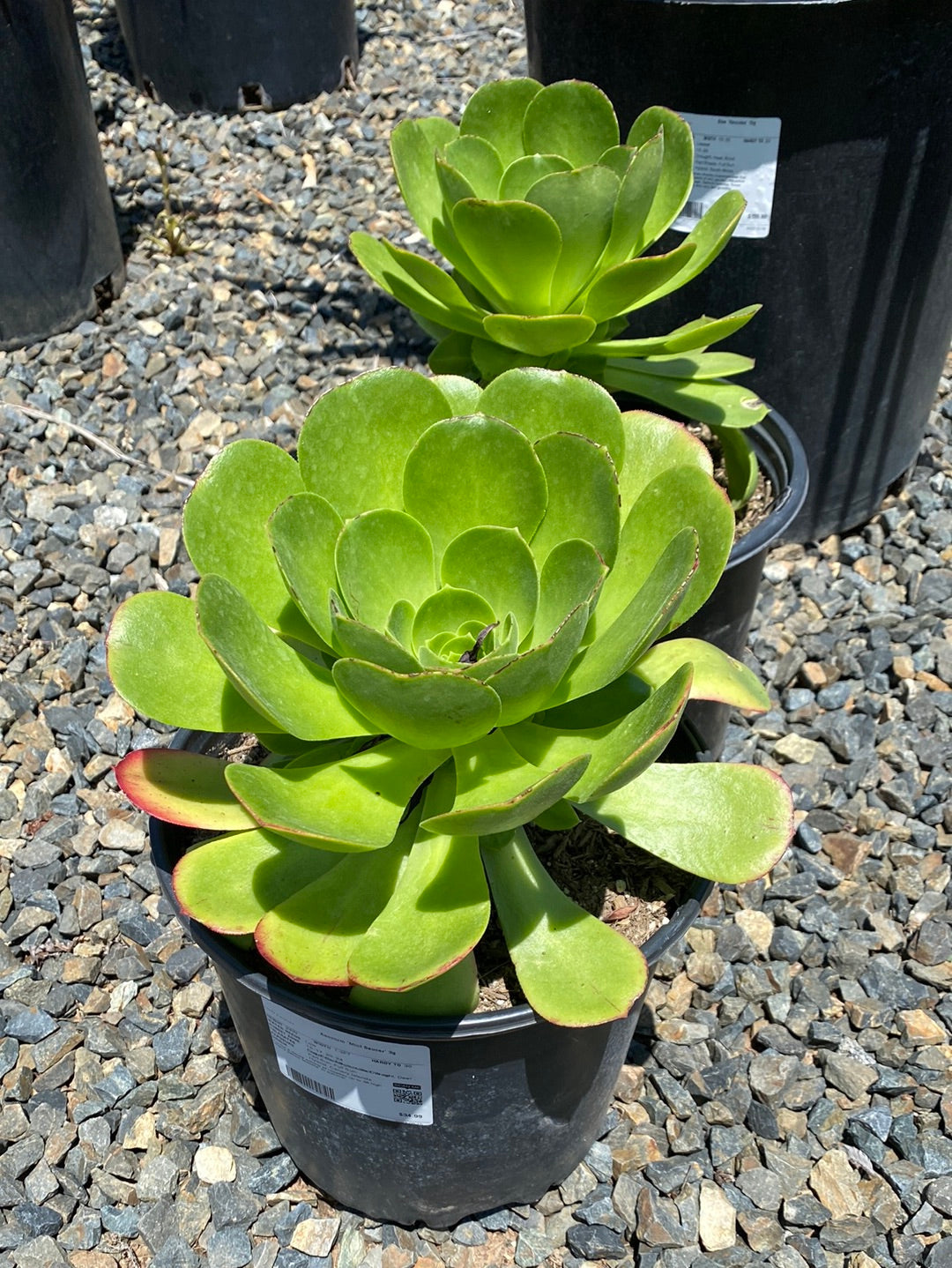 Aeonium &