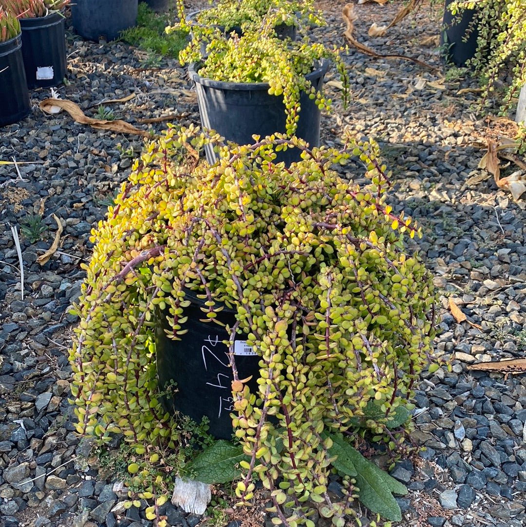 Portulacaria afra &