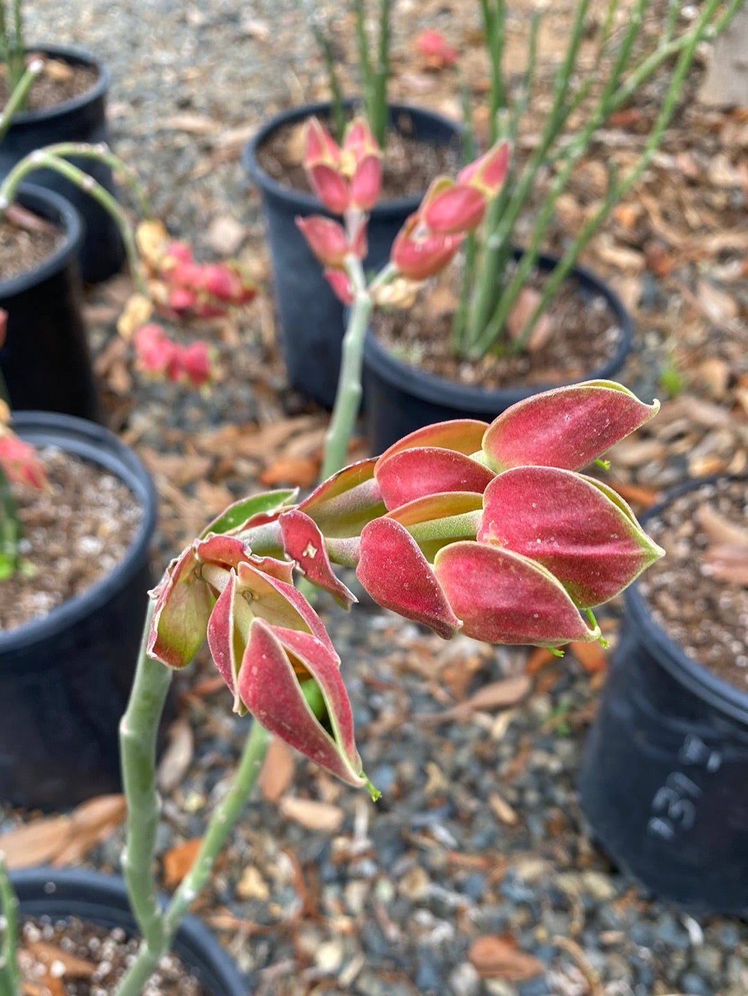 Pedilanthus bracteatus
