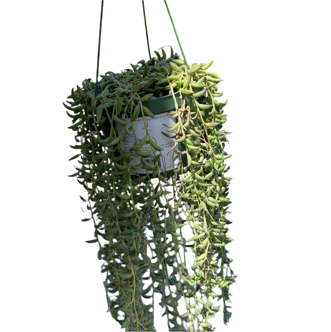 Senecio Radicans &