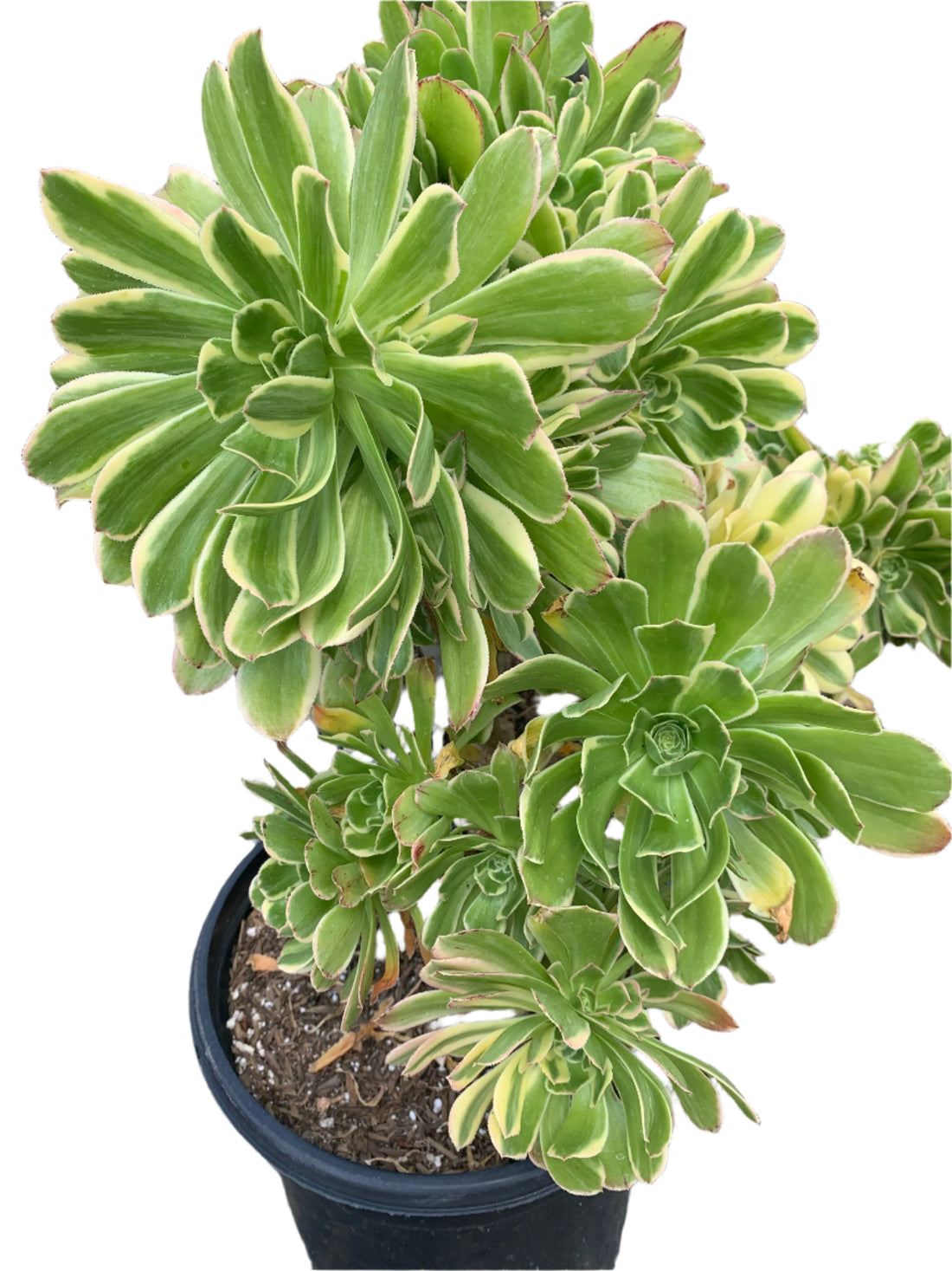 Aeonium luteovariegatum
