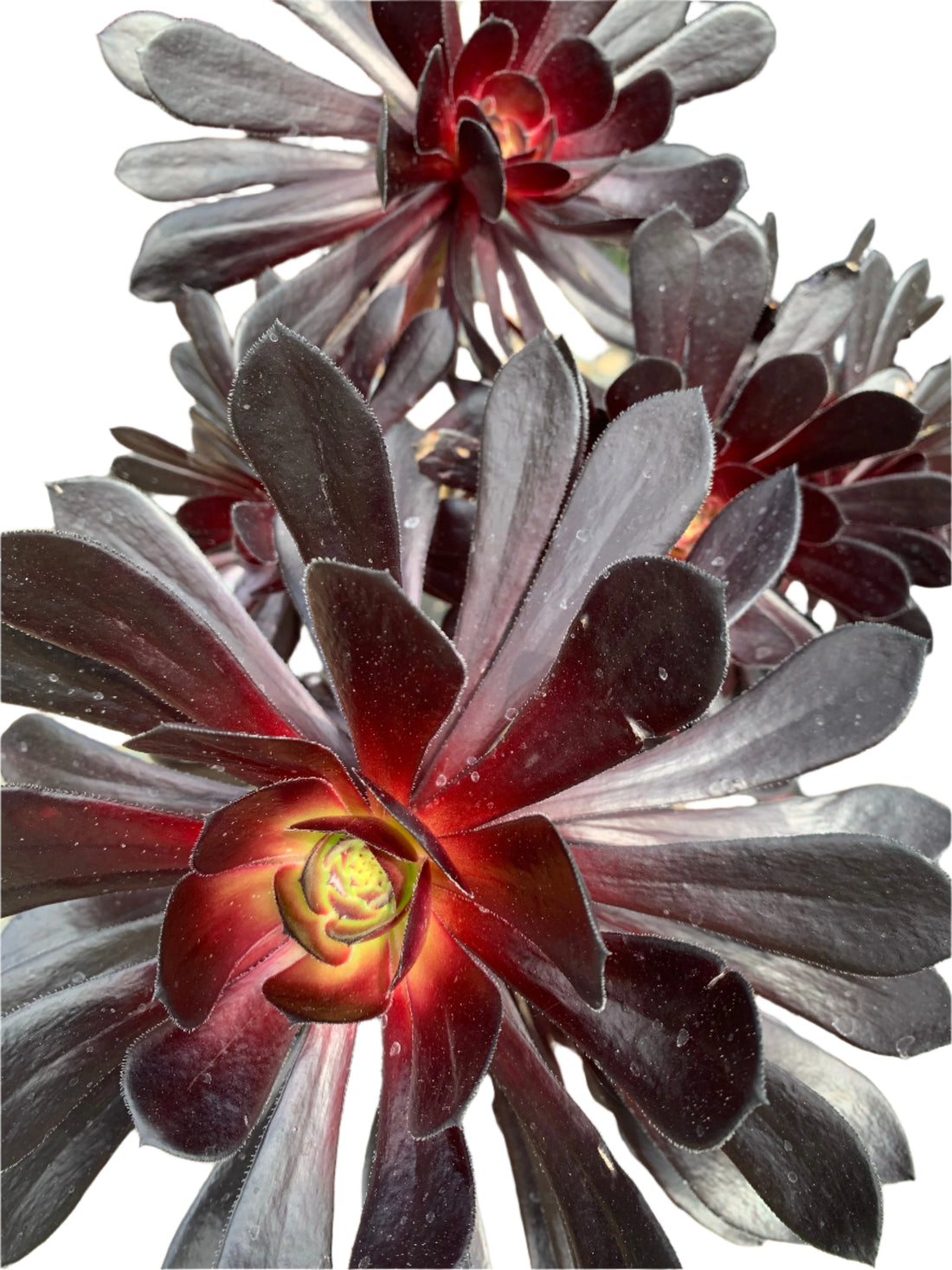 Aeonium arboreum ‘Zwartkop’