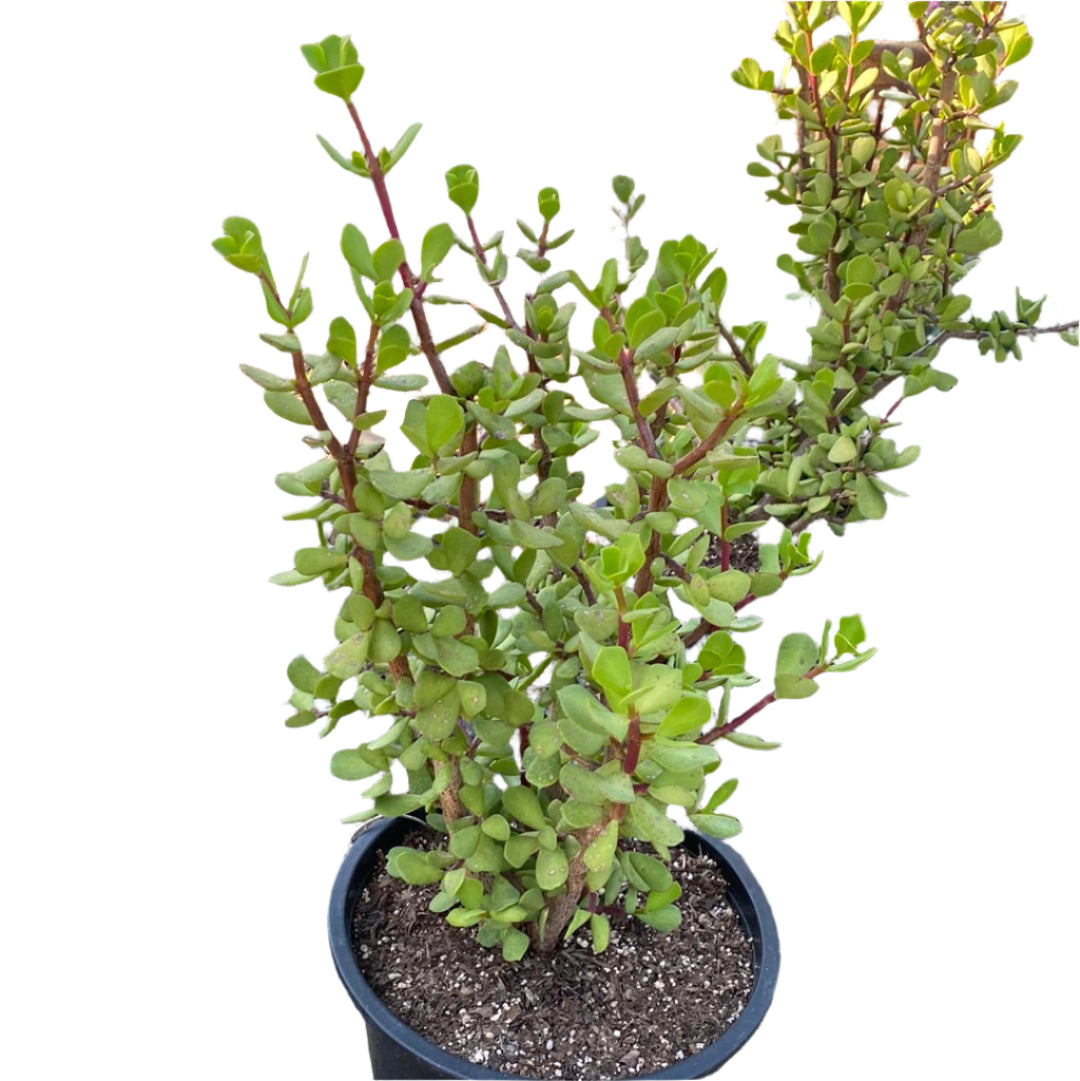 Portulacaria afra &